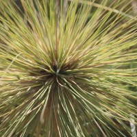 Spinifex littoreus (Burm.f.) Merr.